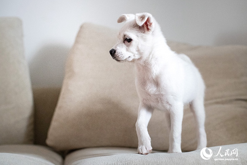 Tanja trifft … „The Lost Puppies of Beijing“ Teil 2