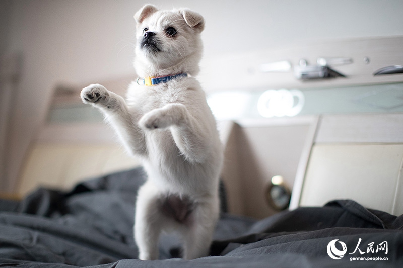 Tanja trifft … „The Lost Puppies of Beijing“ Teil 2